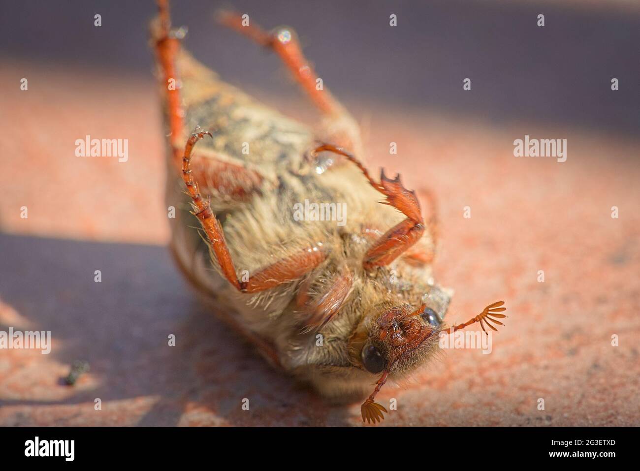 Toter CHRABLE GEMEINER HAHNENKÄFER, der auf dem Rücken auf der Frühlingsterrasse liegt Stockfoto