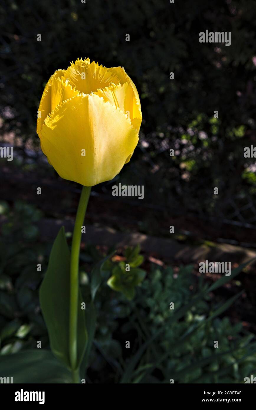 Nahaufnahme einer gelben Tulpe auf dunklem Hintergrund im Garten Stockfoto