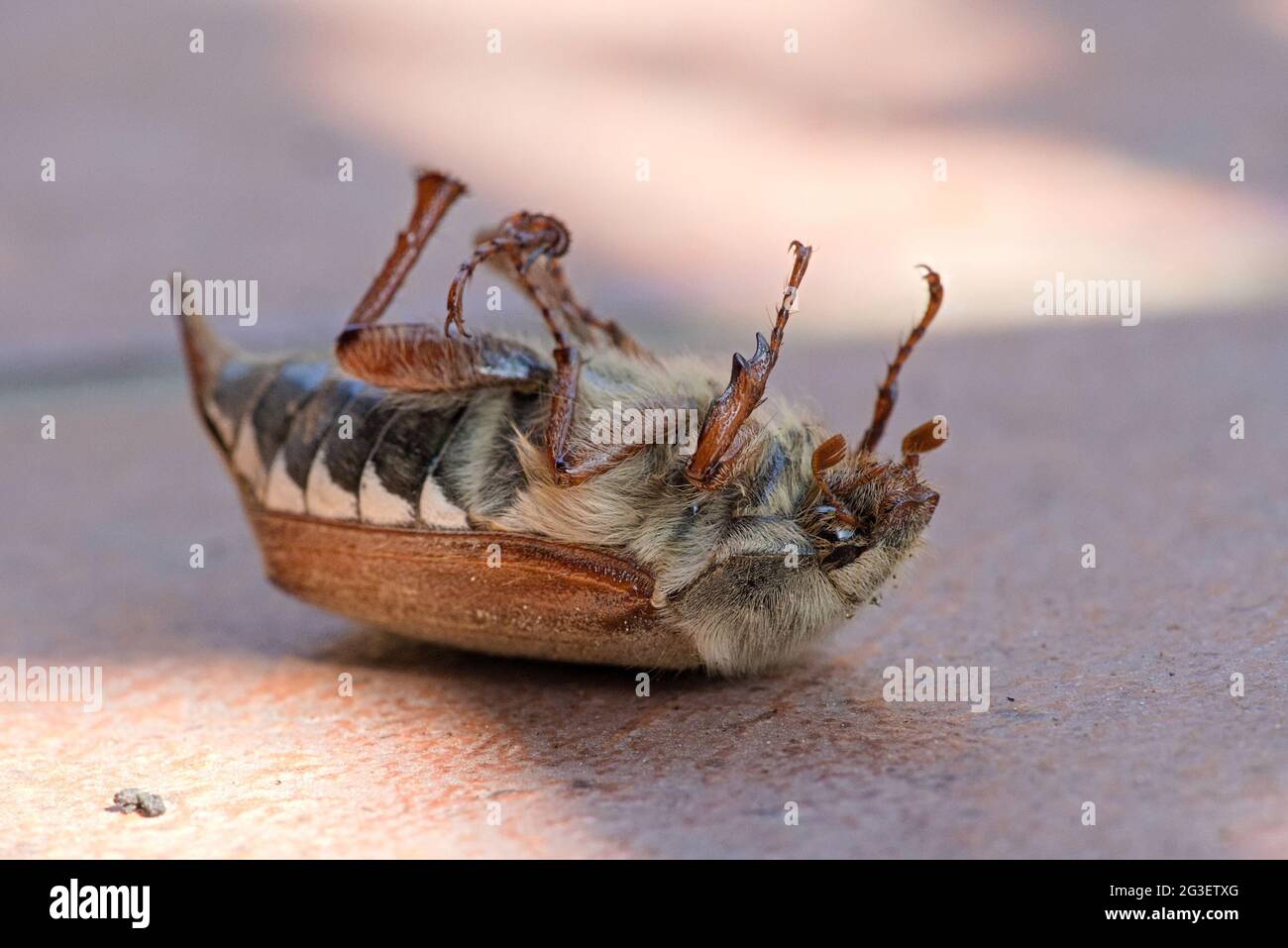 Toter CHRABLE GEMEINER HAHNENKÄFER, der auf dem Rücken auf der Frühlingsterrasse liegt Stockfoto