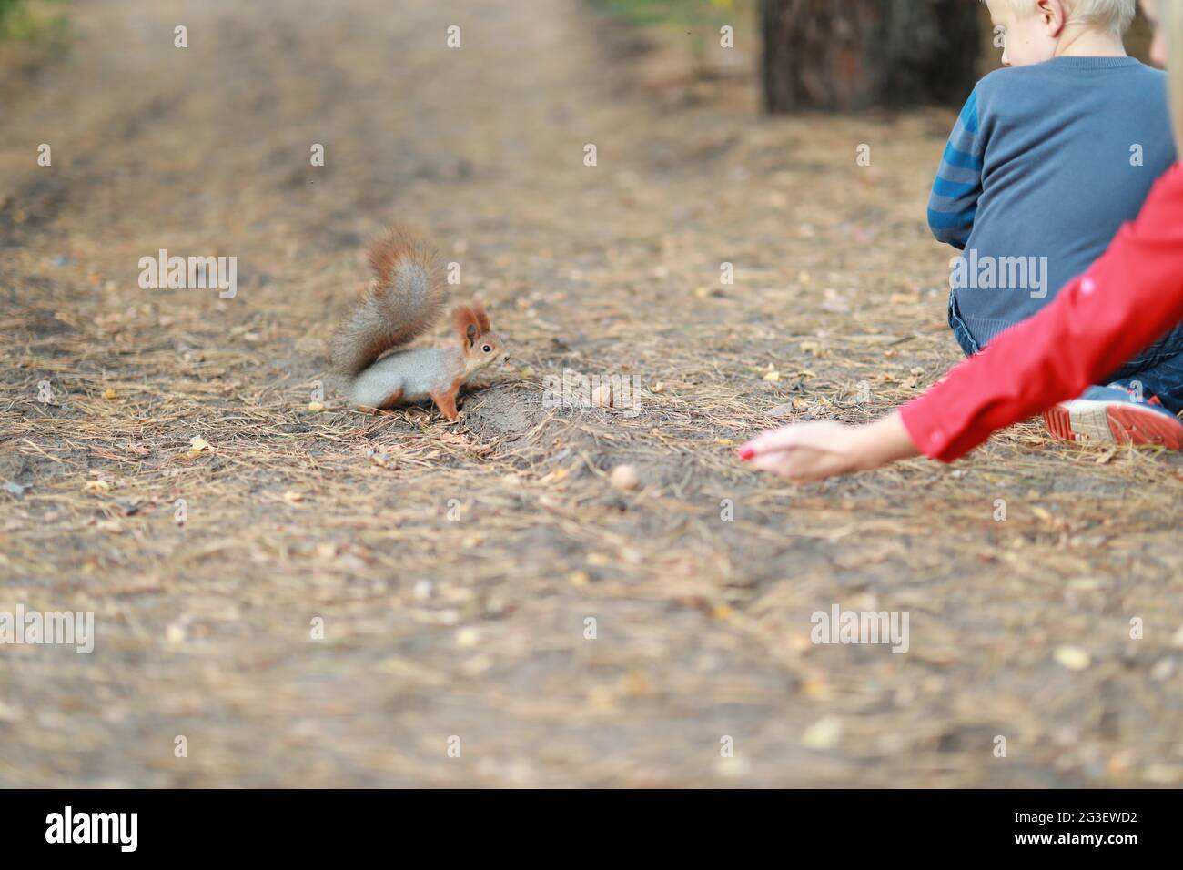 Zähmen Sie das flauschige Eichhörnchen im Wald, und essen Sie Nüsse Stockfoto