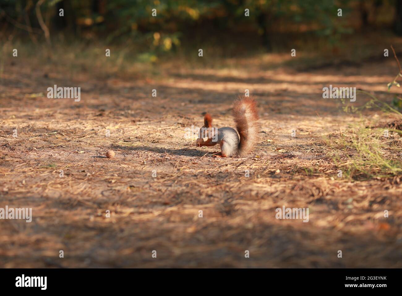 Zähmen Sie das flauschige Eichhörnchen im Wald, und essen Sie Nüsse Stockfoto