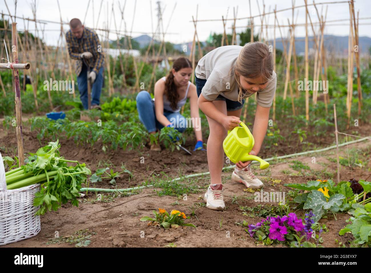 Kind Mädchen hilft ihren Eltern im Gemüsegarten arbeiten Stockfoto