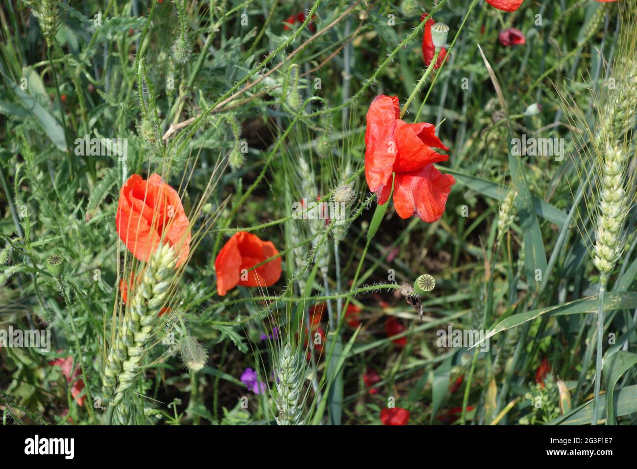 Naturbild zu Beginn des Sommers mit Weizenfeldern und Mohn-Flüssen. Mohnblumen wurden in römischen Legenden als ein Symbol der Liebe und Geber von angesehen Stockfoto