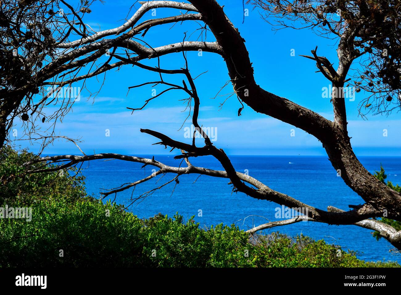 Schöner Blick auf das blaue Mittelmeer durch eine Kiefer, Urlaubskonzept, Tipaza, Algerien. Stockfoto