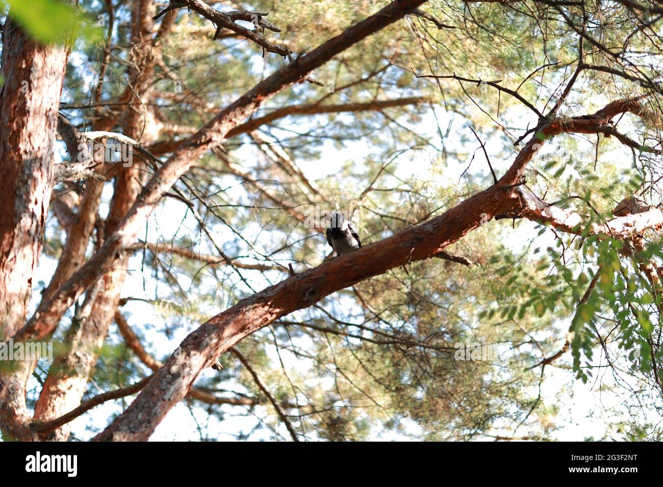 Große Nebelkrähe in einem ruhigen Wald aus nächster Nähe Stockfoto