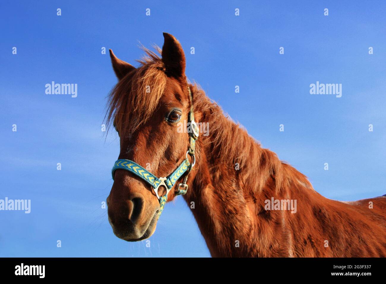 Equus ferus caballus - Reitpferd Stockfoto