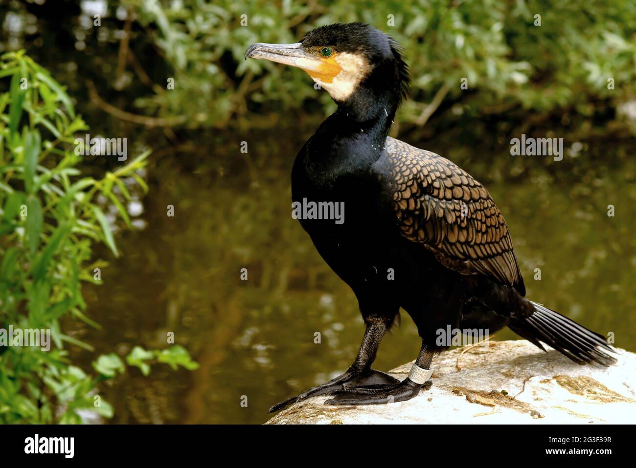 Kormoran Stockfoto