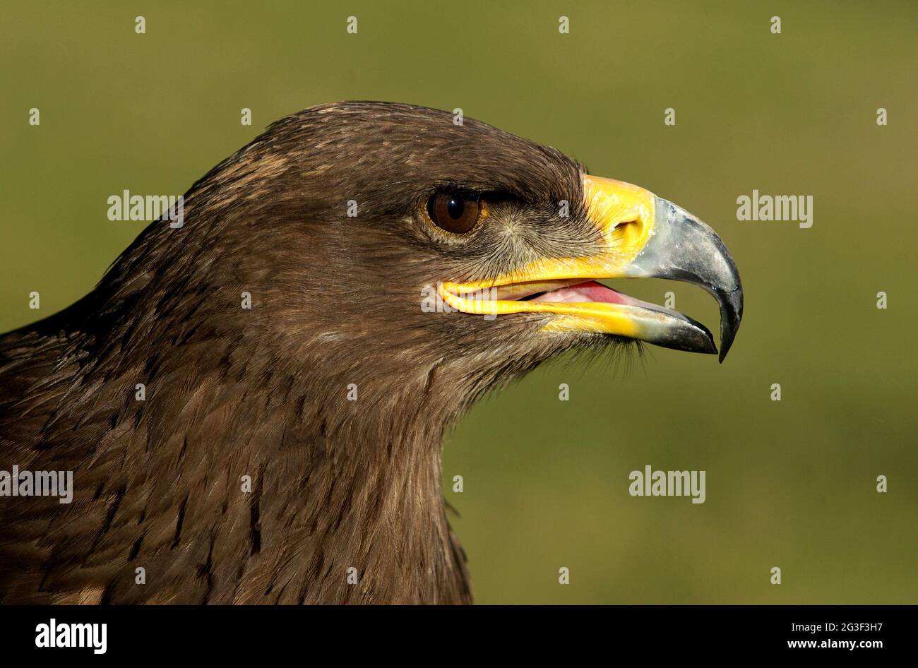 Steppe Eagle - Aquila nipalensis Stockfoto