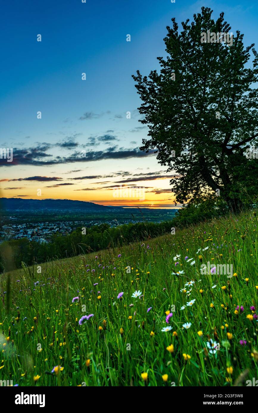 Sonnenuntergang über der bunten Blumenwiese im Rheintal. Sonnenuntergang mit Blumenwiese und Baum, Sonnenuntergang und leuchtenden Blumen im Rheintal, Österreich Stockfoto