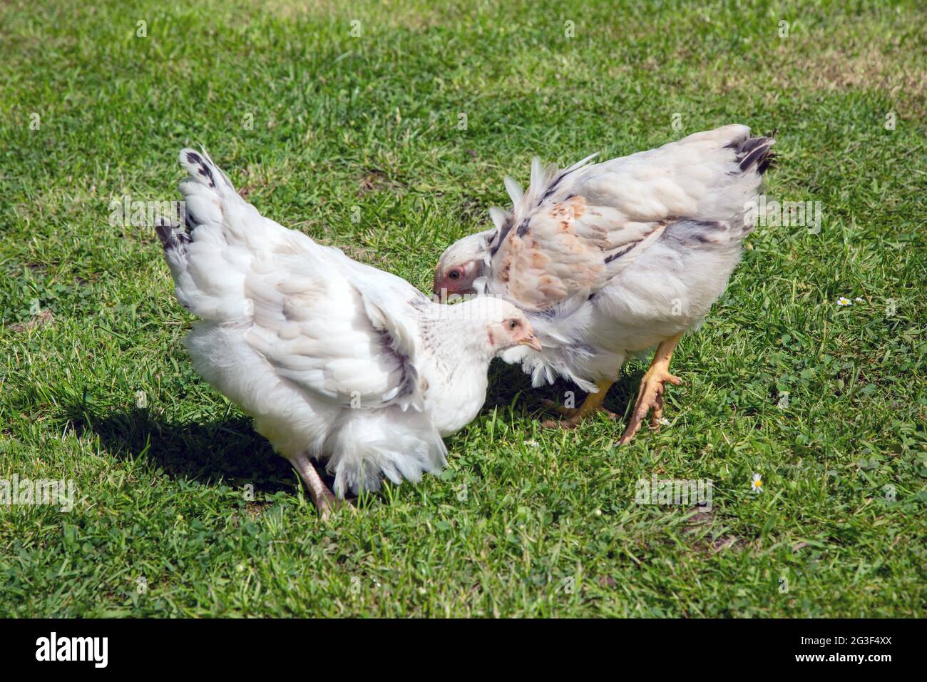 Light Sussex Chickens, Medstead , Hampshire, England, Vereinigtes Königreich. Stockfoto