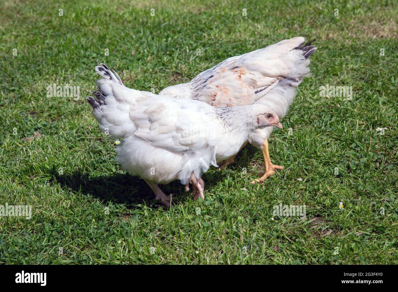 Light Sussex Chickens, Medstead , Hampshire, England, Vereinigtes Königreich. Stockfoto