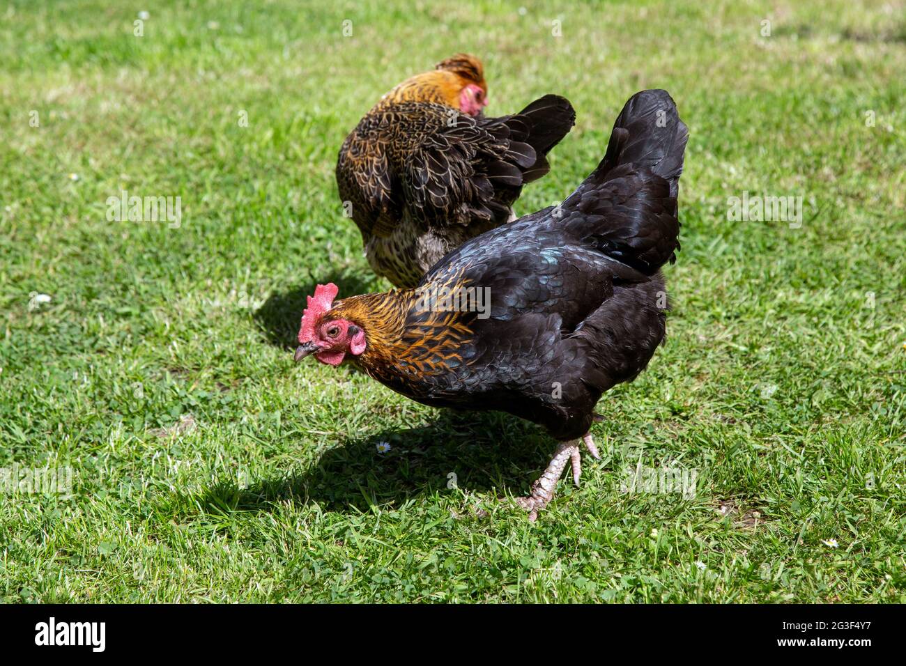 Freilaufende bantam-Hühner, Hampshire, England, Vereinigtes Königreich. Stockfoto