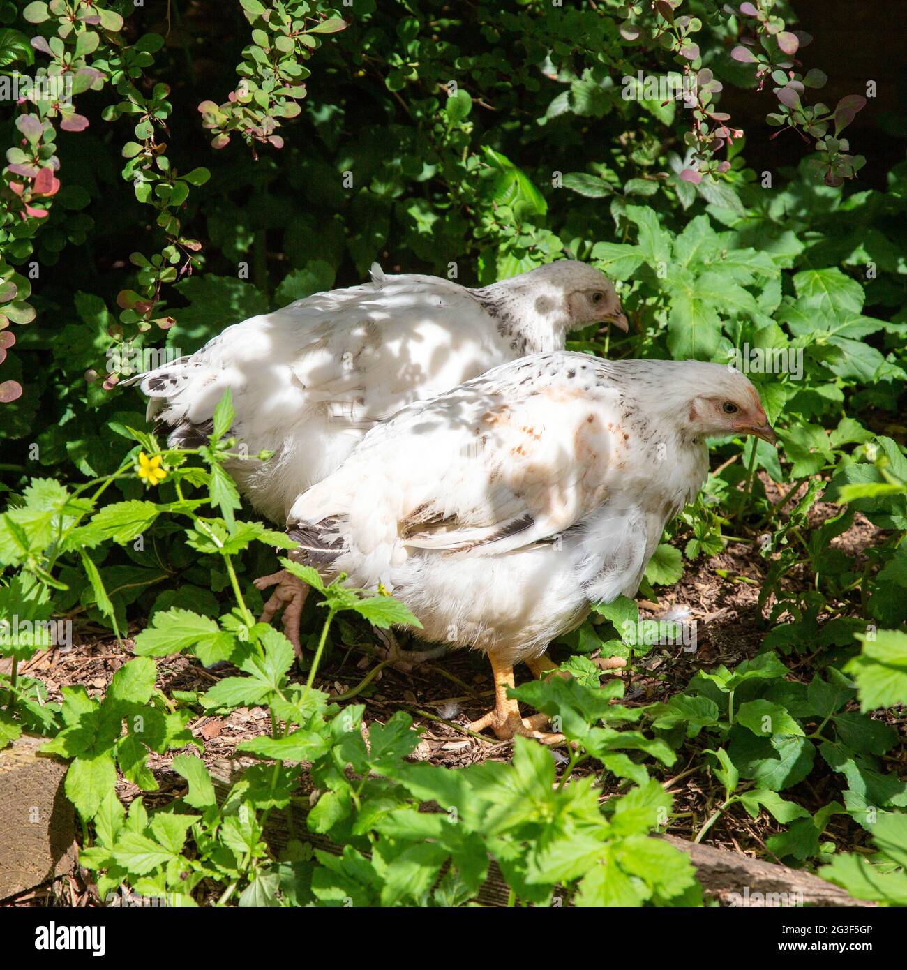 Backyard Chickens, Hampshire, England, Vereinigtes Königreich. Stockfoto
