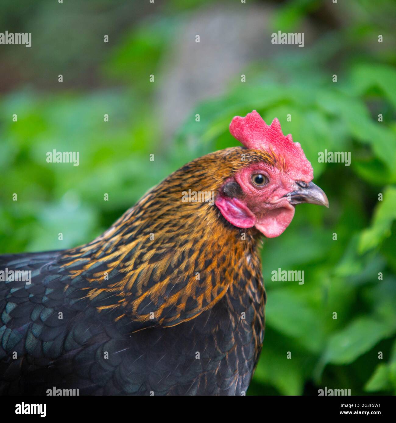 Freiland-bantam-Huhn, Hampshire, England, Vereinigtes Königreich. Stockfoto