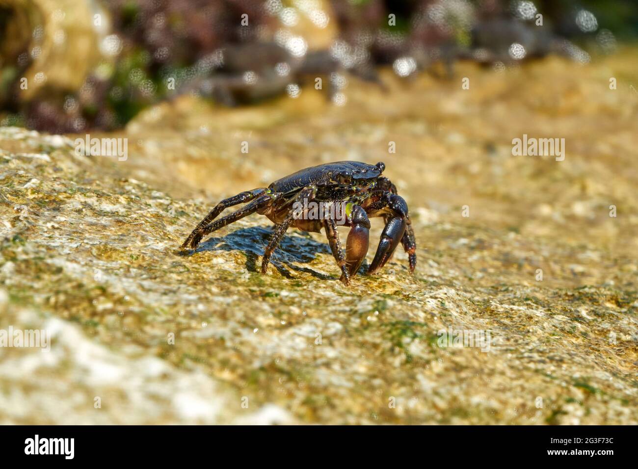 Marmorsteinkrabbe oder Runner Crab (Pachygrapsus marmoratus (Fabricius, 1787), die auf den Felsen der Adria fressen. Stockfoto