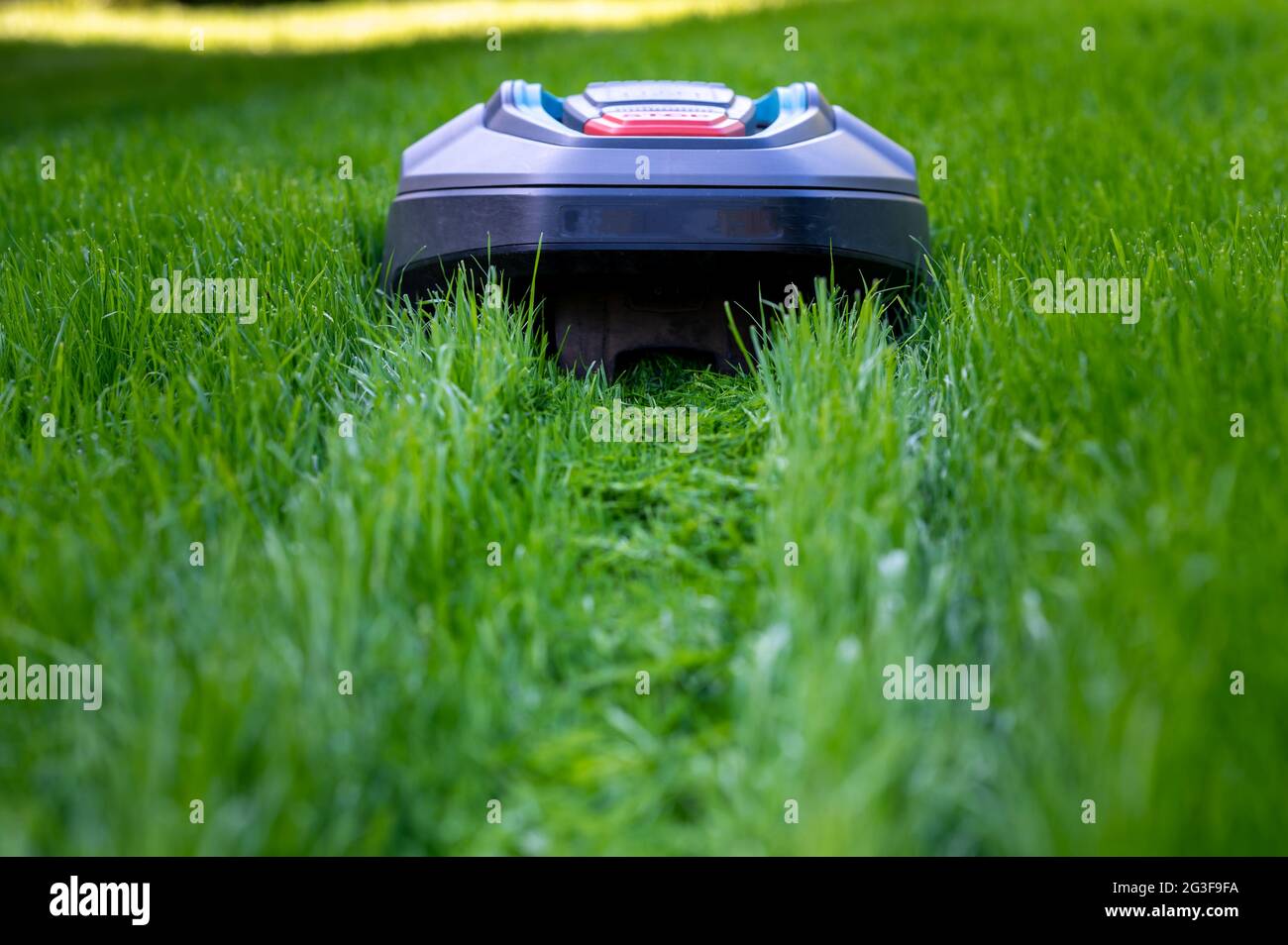 Robotermäher schneidet hohes Gras. Stockfoto