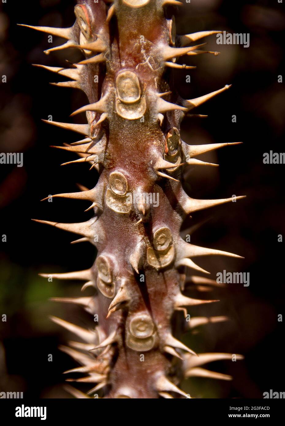 Stamm der „Dornenkrone“-Ohrenblätterblätterblätterblätterblätterblätterblätterblättertkrone Gefährlicher Stamm der gewöhnlichen Gartenblume in Queensland, Australien. Handschuhe werden benötigt. Stockfoto