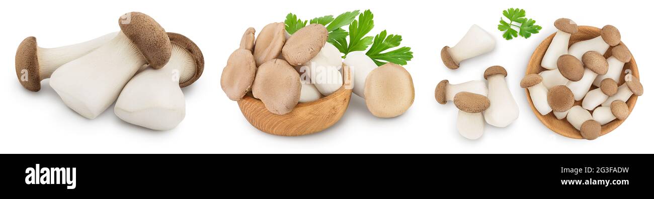 King Oyster Pilz oder Eringi isoliert auf weißem Hintergrund . Set oder Collection Stockfoto