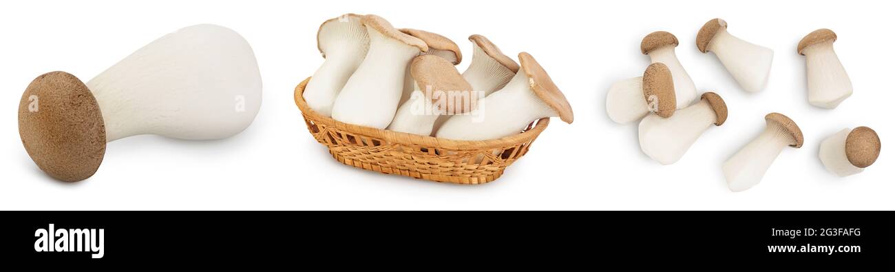 King Oyster Pilz oder Eringi isoliert auf weißem Hintergrund . Set oder Collection Stockfoto