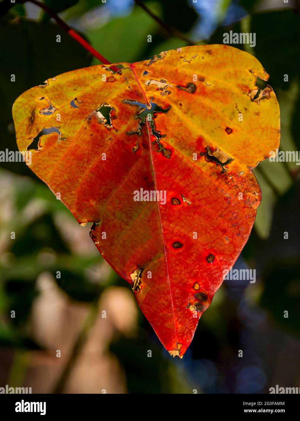 Rot-gelbes seneszierendes Blatt des blutenden Herzbaums (Homalanthus populifolius). Pionierbaumarten, subtropischer Regenwald, Queensland, Australien. Stockfoto