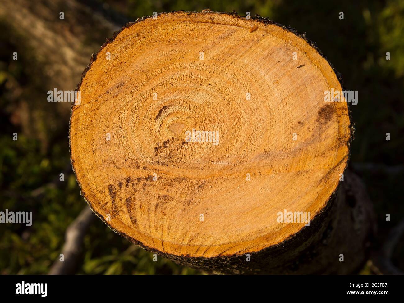 Kreisförmiges gesägtes Baumstammbuch mit Avocado-Baum. Frisch gesägtes Holz. Avocado-Bäume, Persea americana, im Winter in australischen Obstgarten beschneiden. Speicherplatz kopieren. Stockfoto