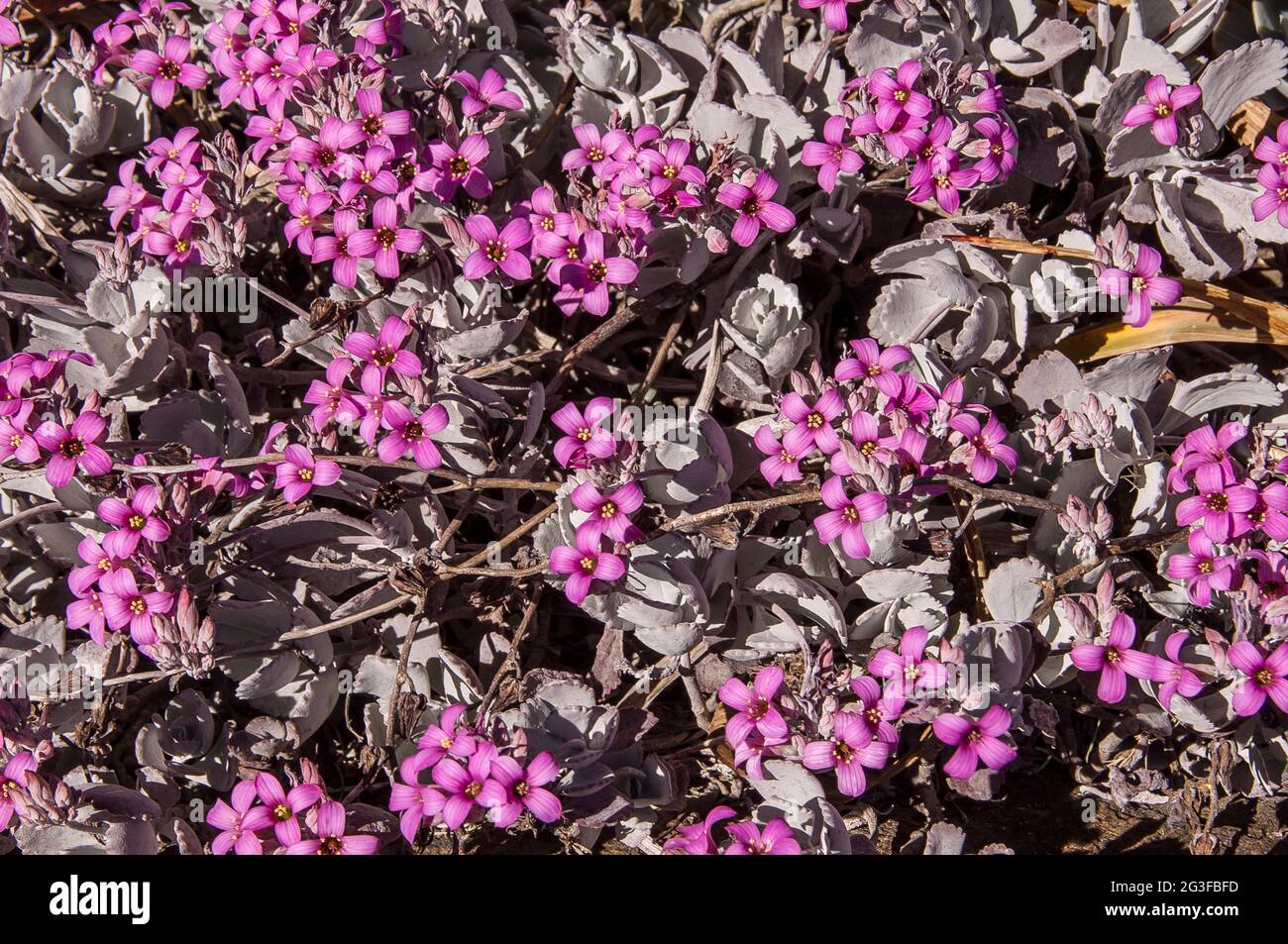 Kalanchoe pumila, Flower Dust Plant, eine rosa blühende Zwergsukulente, die auf Madagaskar beheimatet ist und im subtropischen Garten von Queensland, Australien, wächst. Stockfoto