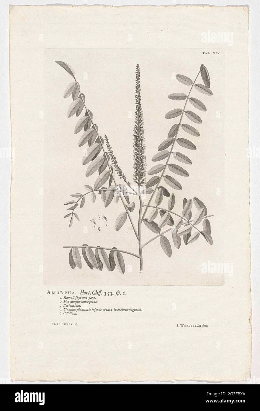 Amorpha Fruticosa; Amorpha. Hort. Klippe. 353. Sp. 1. Oben rechts mit der Bezeichnung: Tab: XIX. Stockfoto
