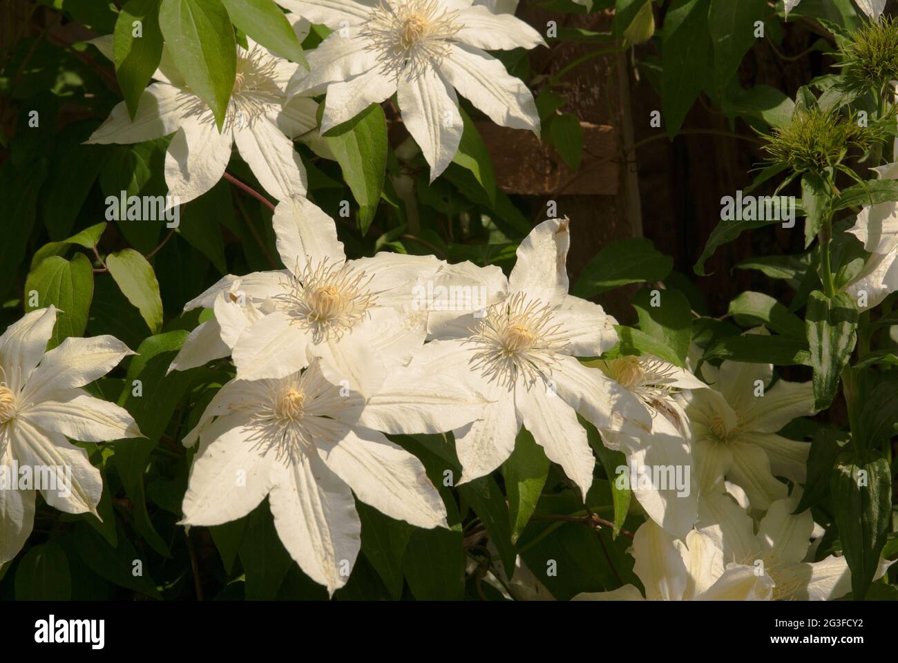 Weiße Blüten von Clematis auf Holzgrund Stockfoto