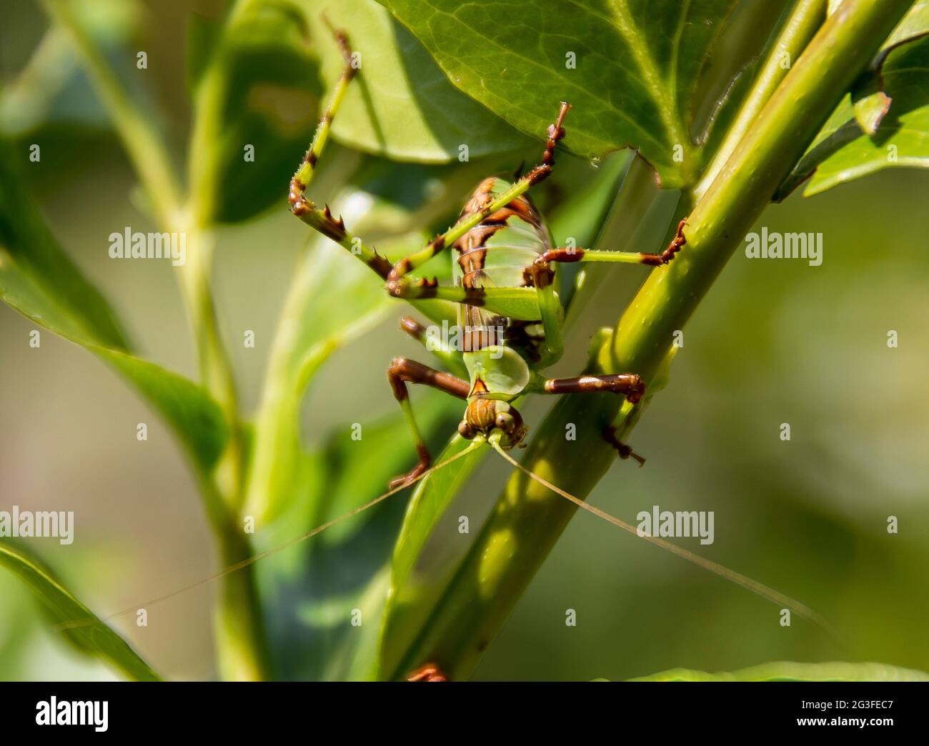 Gefleckte Katydid, Ephippitytha trigintiduoguttata. Ungewöhnliches grünes und braunes Insekt (Nypth) mit langen Antennen. Garden, Queensland, Australien, Sommer. Stockfoto
