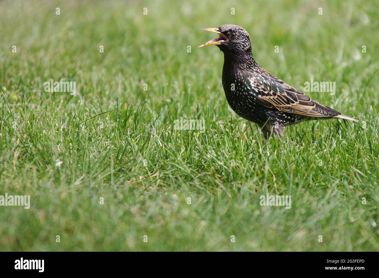 Gemeinsamen starling Stockfoto