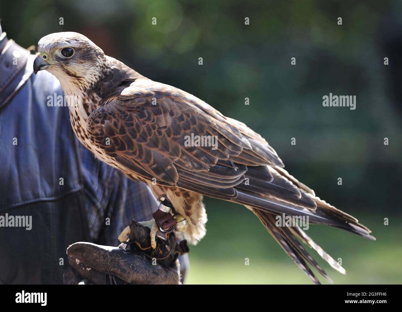 Flug des Falken Stockfoto