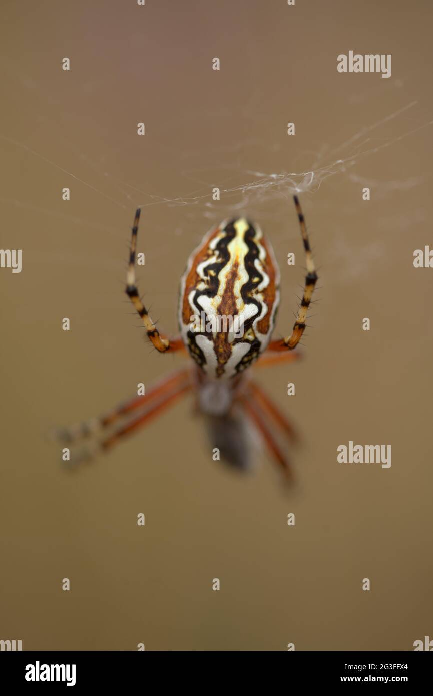 Fauna von Gran Canaria - Aculepeira armida natürlichen Makro-floralen Hintergrund Stockfoto