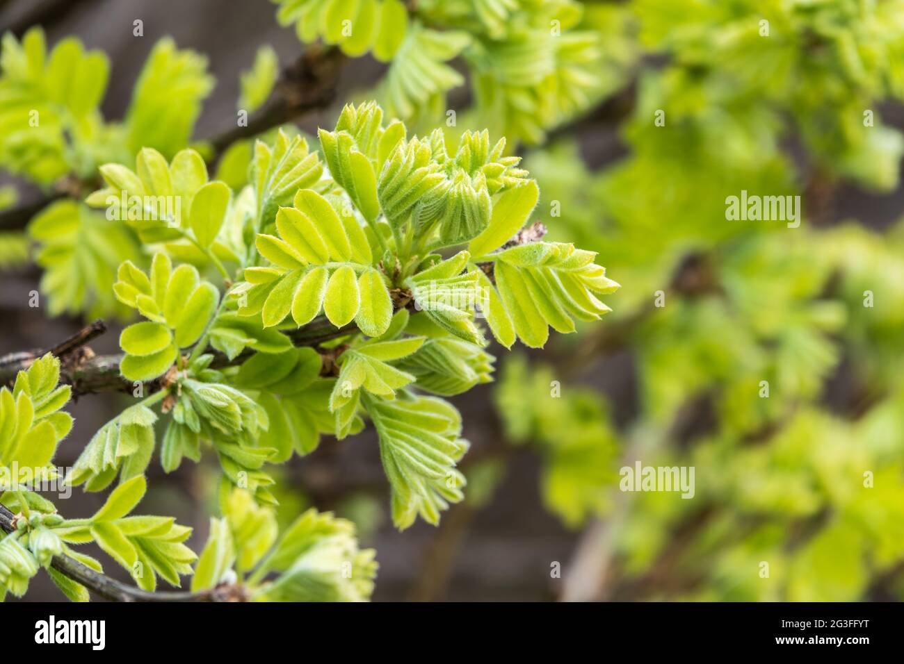 Grüne Büsche mit jungen Blättern im Sonnenuntergang. Frühlingsbild im Hintergrund. Caragana arborescens, der sibirische Pfirsichbaum, der sibirische Erbsenbaum oder caragana Stockfoto