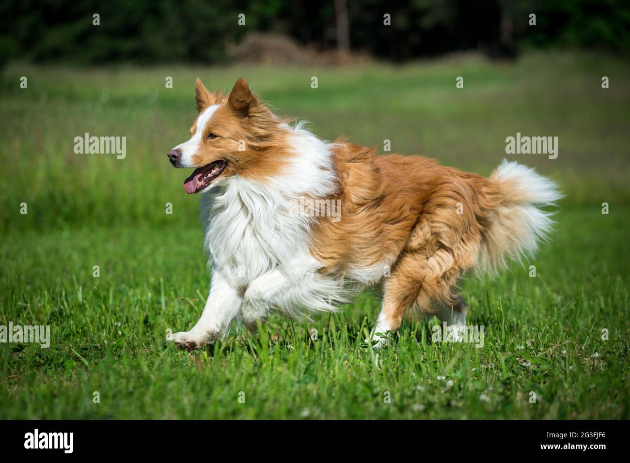 Border Collie laufen Stockfoto
