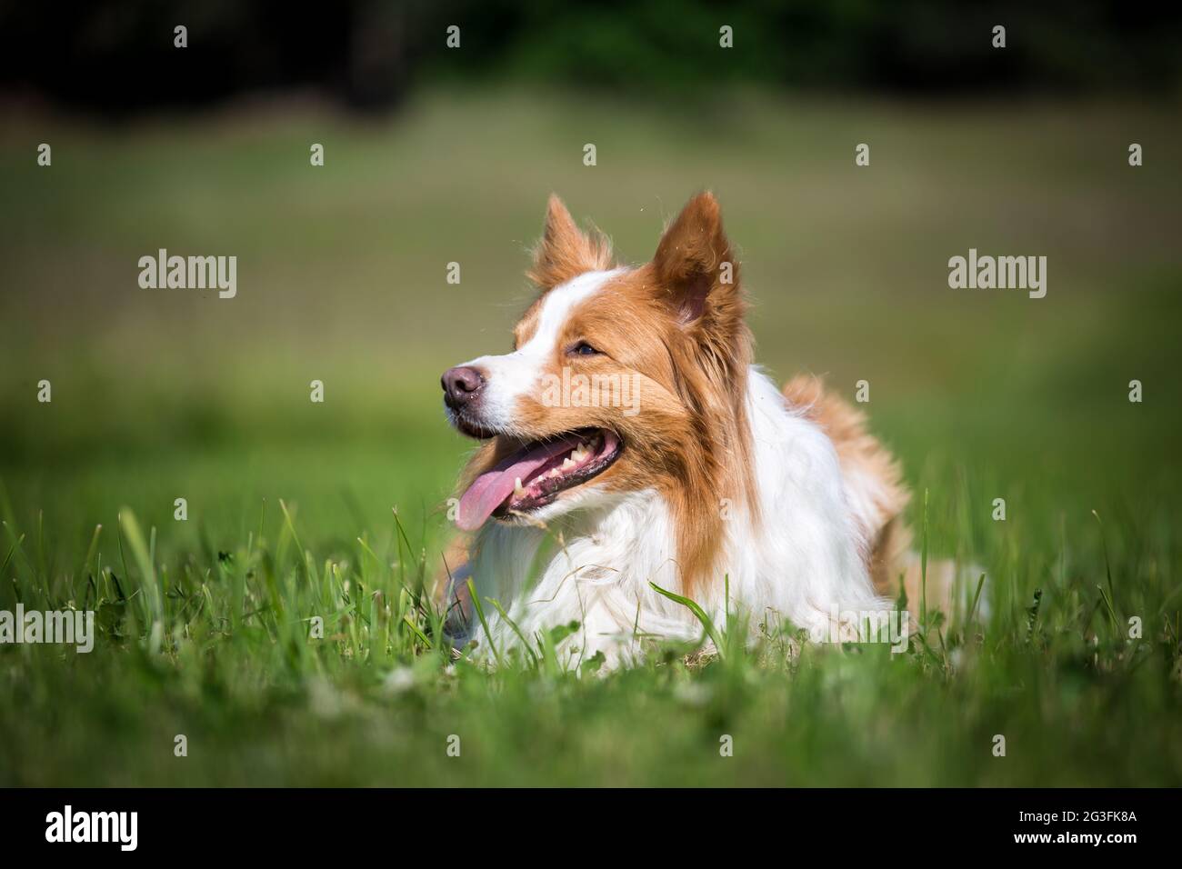 Border Collie liegt Stockfoto