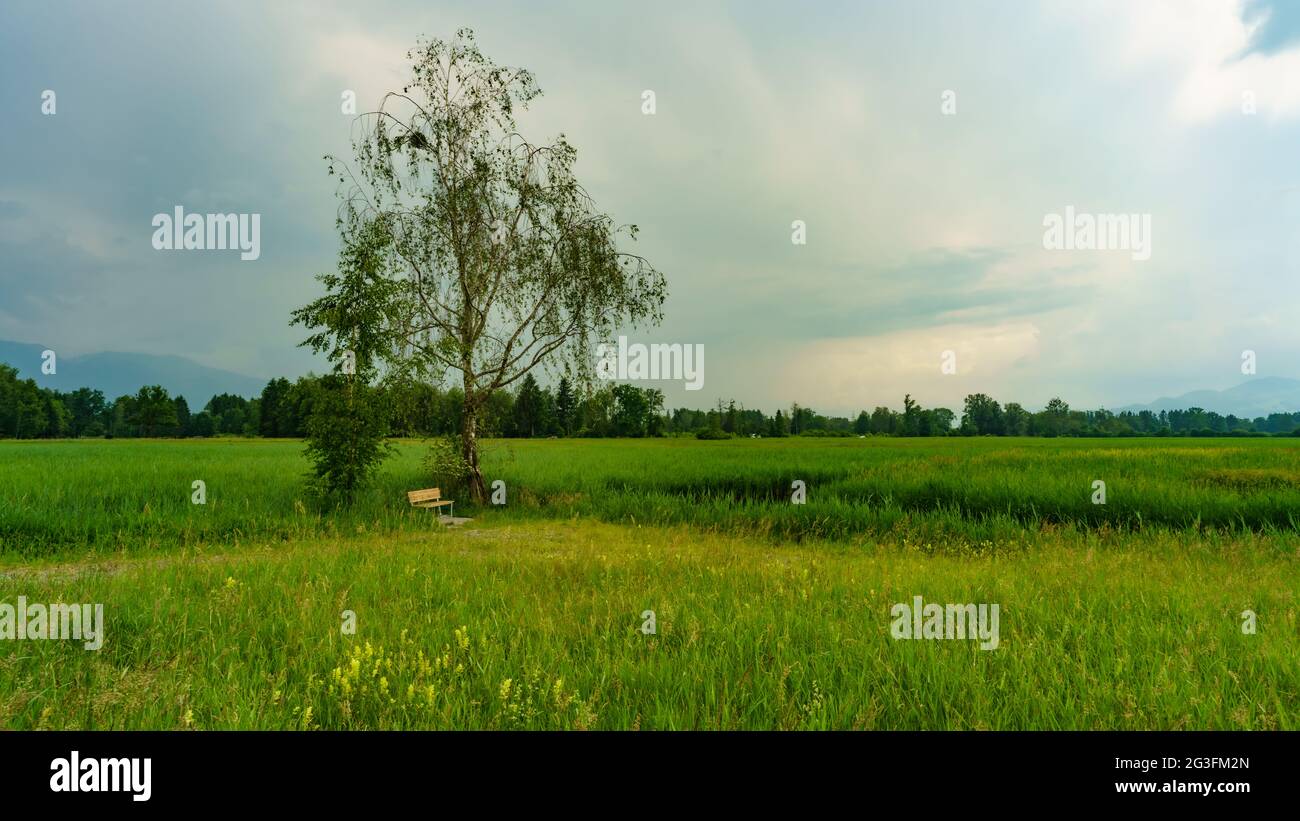 Gewitterlandschaft auf dem Naturschutzgebiet Schweizer Ried, Lustenau, Gewitter im Rheintal über einem Bach im Schilf und Gras mit Bäumen. Naherholung Stockfoto