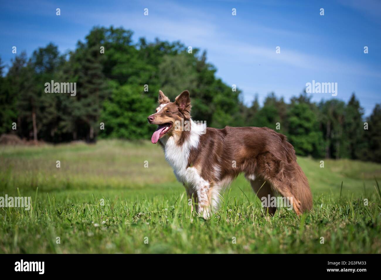Melody Jane Miniatur Collie Hund - Stehender Schäferhund Als Puppenhaus-Zubehör Im Maßstab 1:12