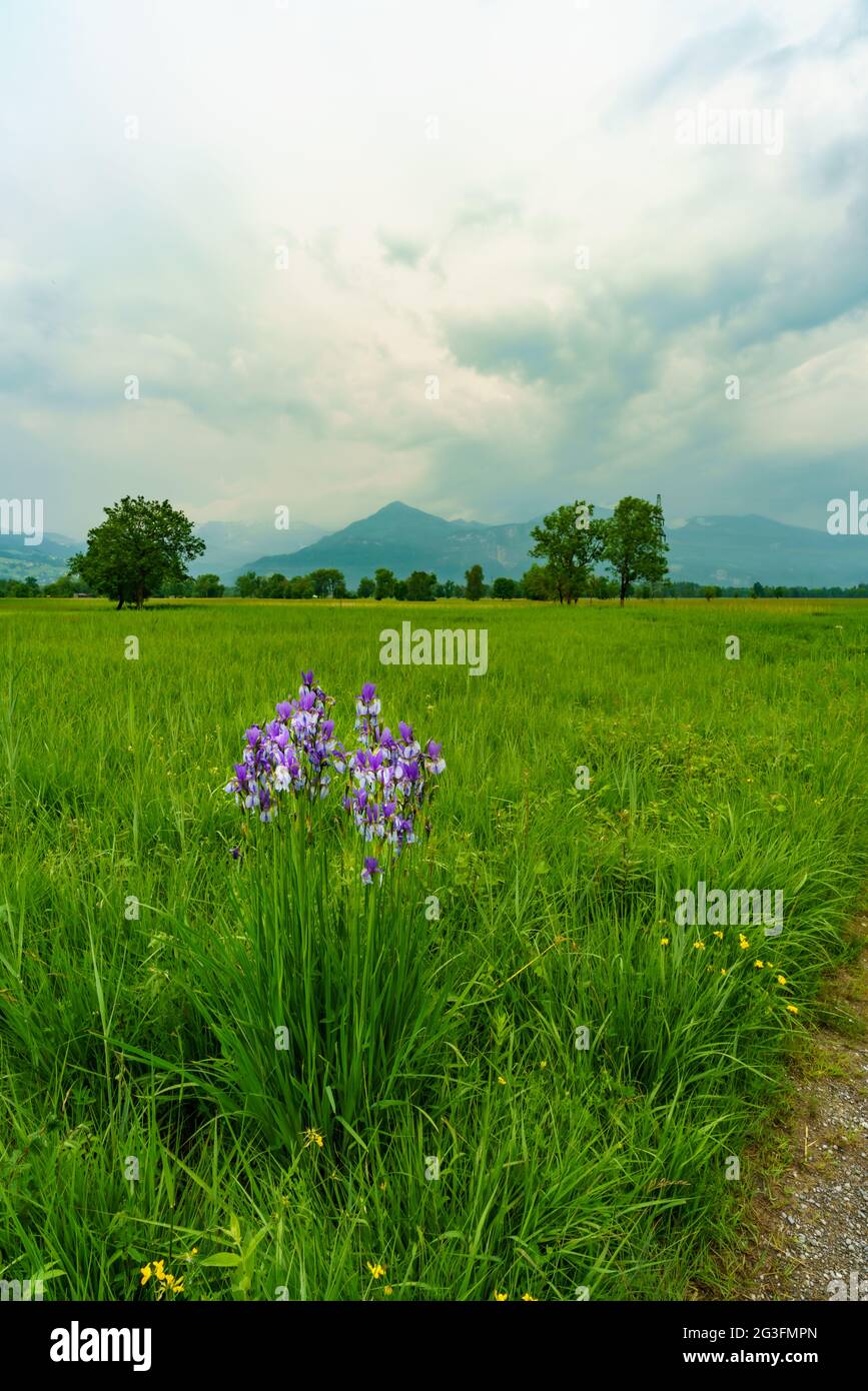 blaue sibirische Schwertlilien im Naturschutzgebiet Schweizer Ried, Lustenau, mit interessanteren Gewinterwolken. blühende Blumen, mitten im Schilf, Stockfoto