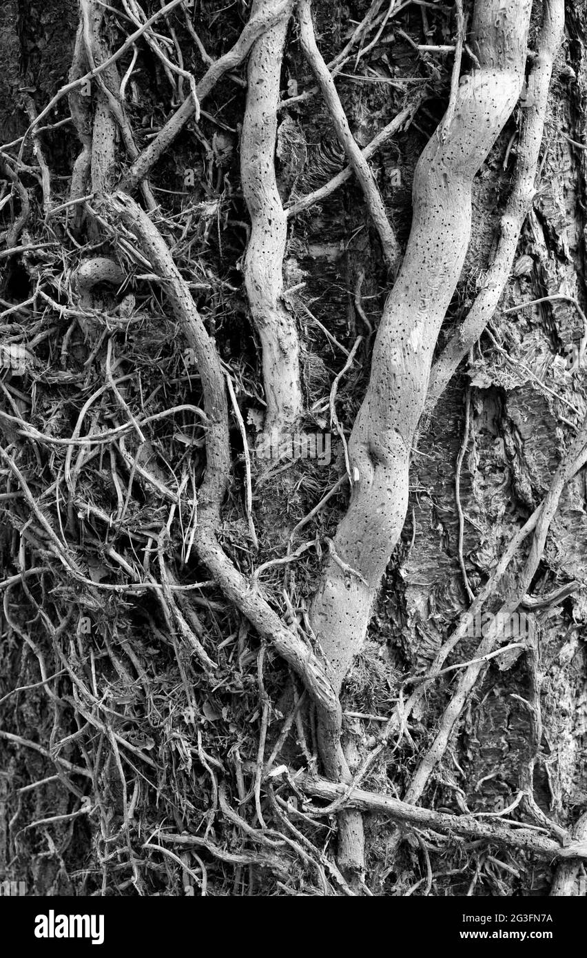 Toter Holzwurm befallenen Efeu auf Baumstamm Stockfoto