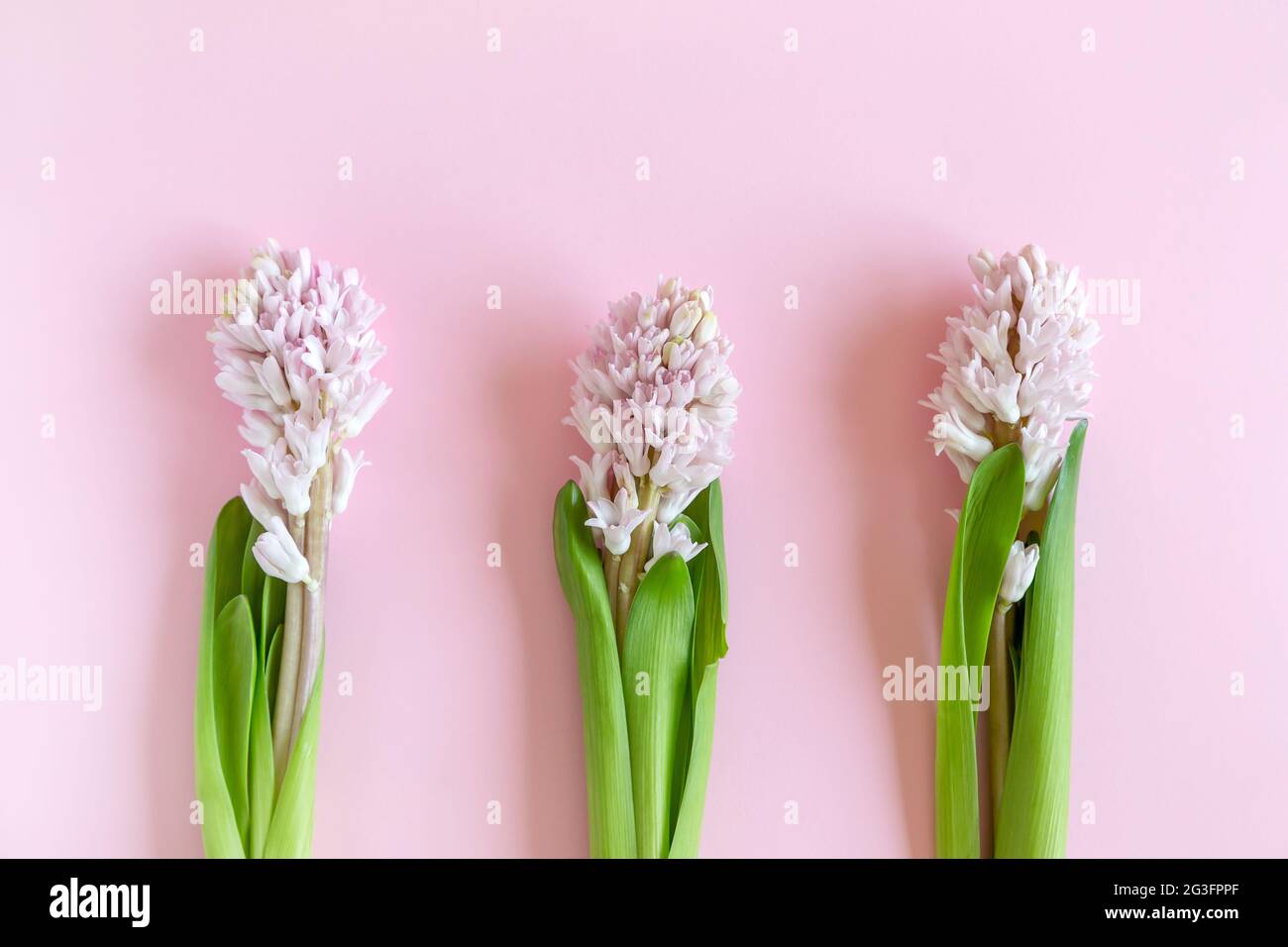 Frohe Ostern. Drei Hyazinthen auf pastellrosa Hintergrund mit Platz für Text Stockfoto