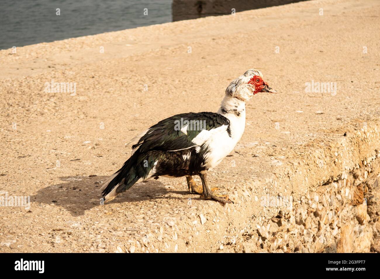 Moskauer schwarz-weiße Ente mit einem roten Kopf zu Fuß auf Betonpier in Finikas Marina (Hafen) in Griechenland. Stockfoto