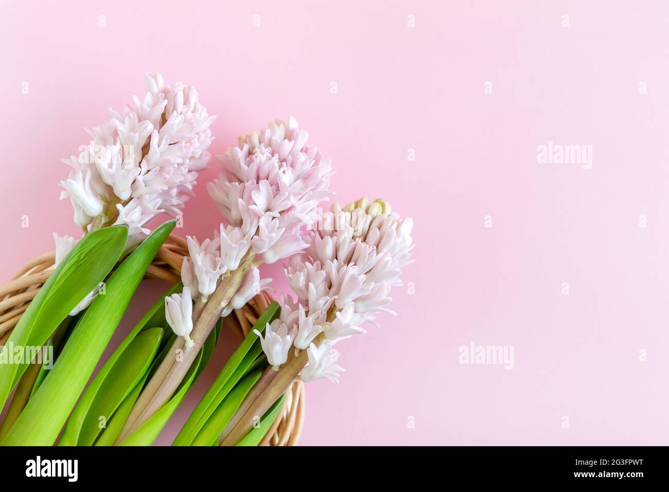 Frohe Ostern. Drei Hyazinthen auf pastellrosa Hintergrund mit Platz für Text Stockfoto