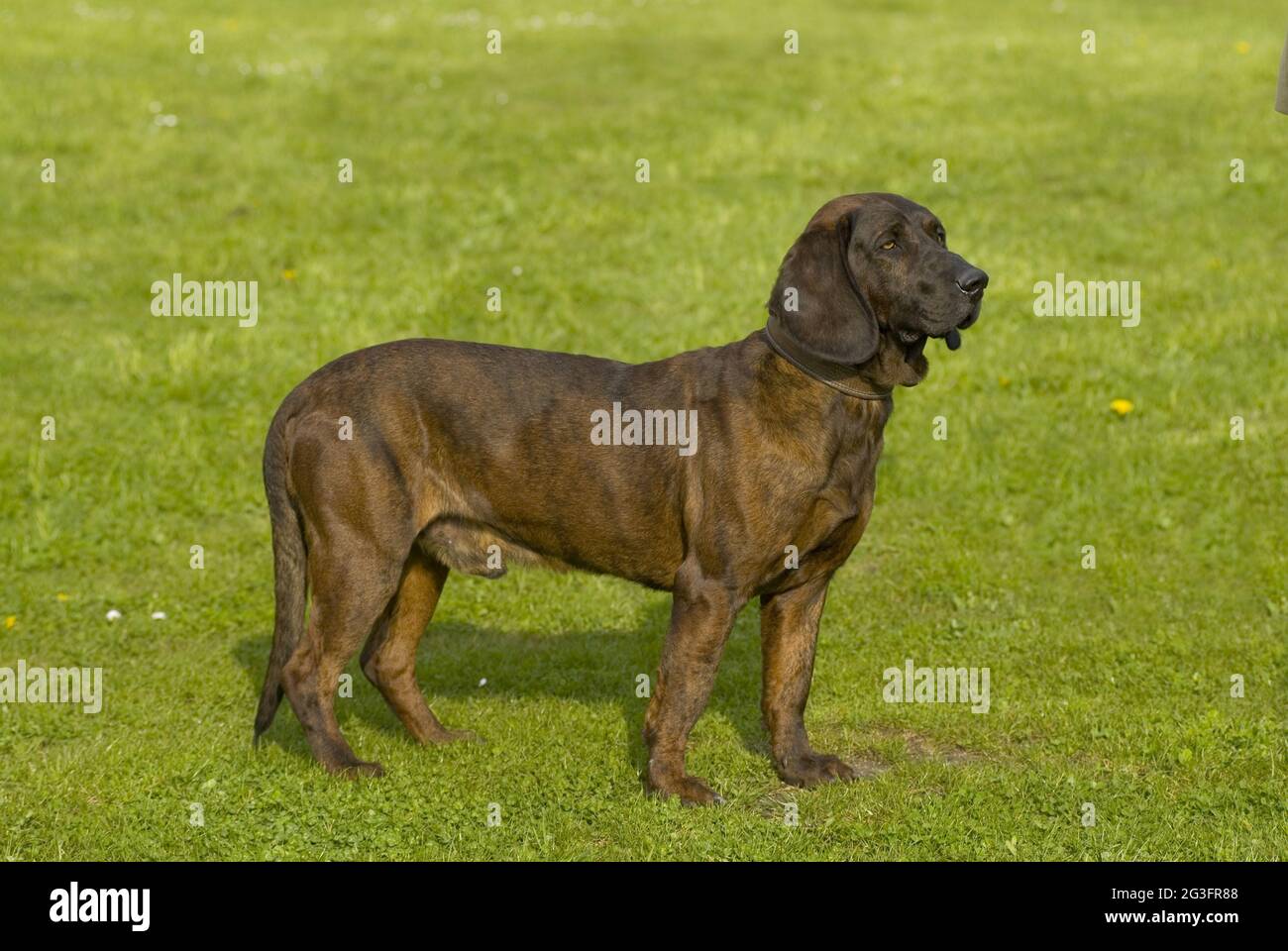 Hannoveraner Schweißhund Stockfoto