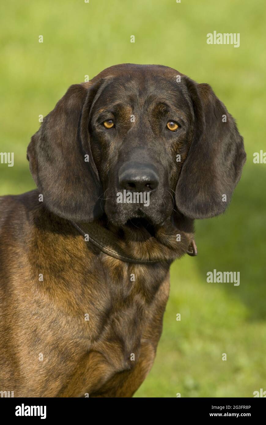 Hannoveraner Schweißhund Stockfoto