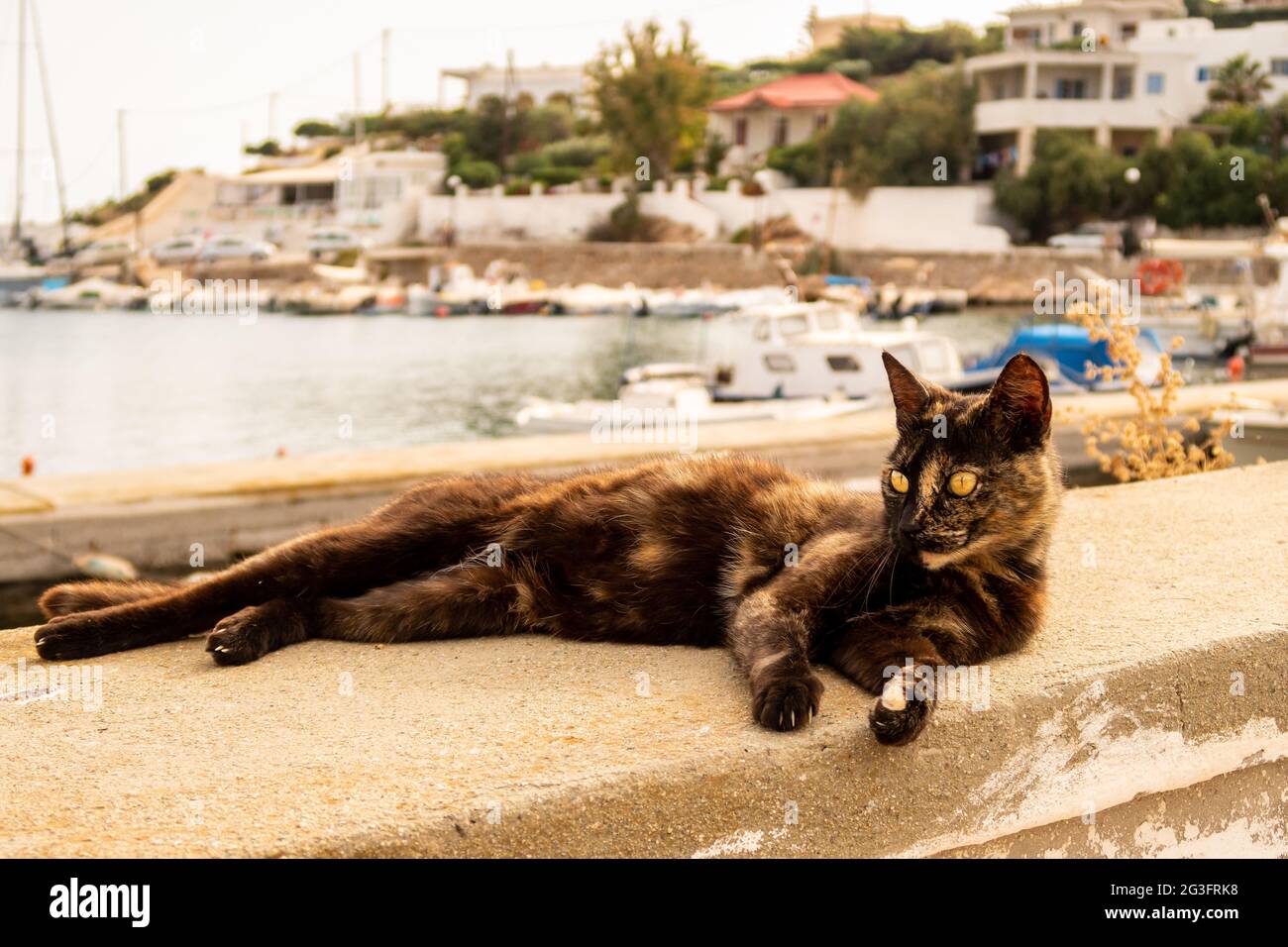 Dunkelbraune hässliche Straßenkatze mit gelben Augen am Steinzaun im Hafen von Finikas, Griechenland mit Hafen und Booten im Hintergrund. Stockfoto