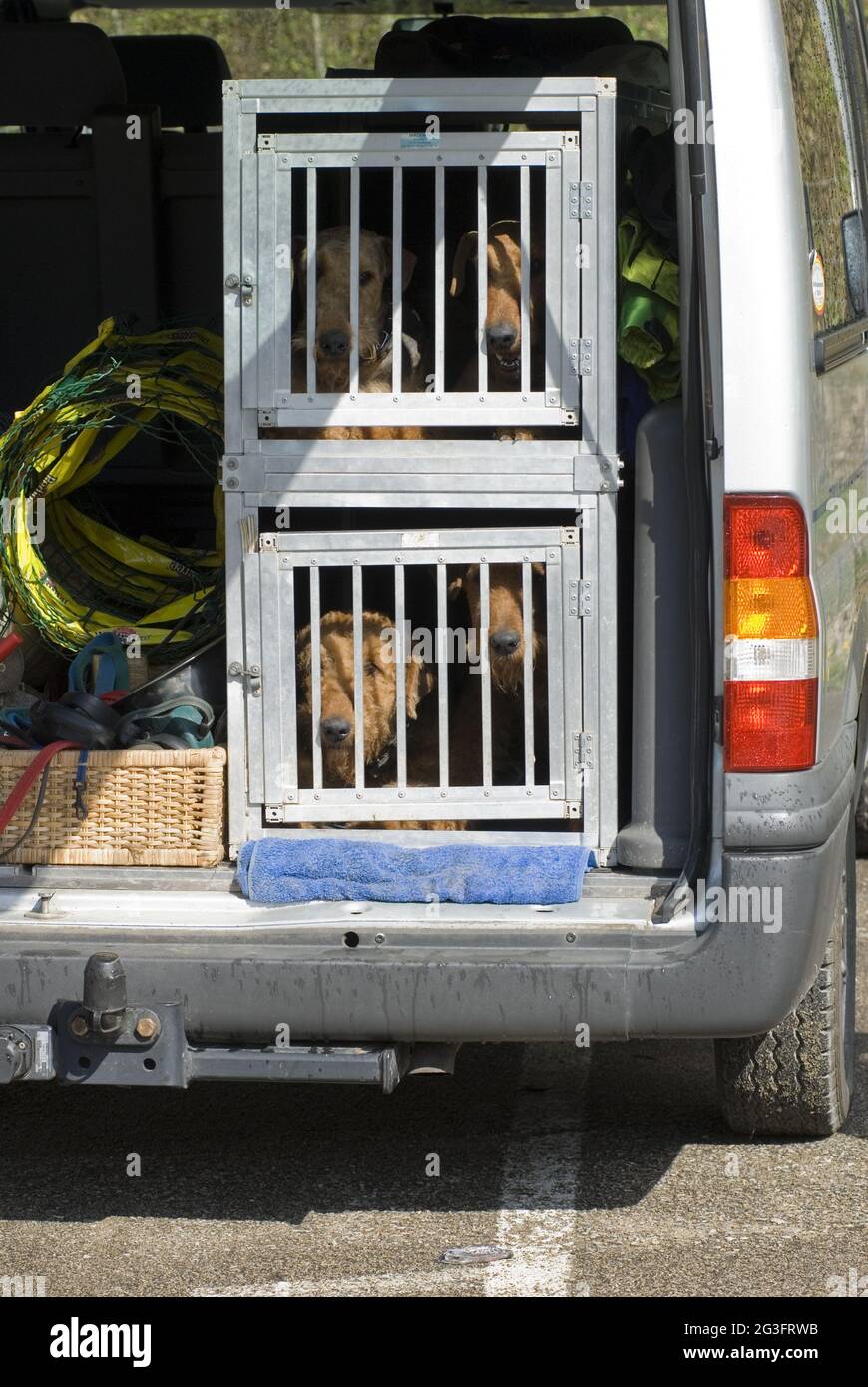 Hundebox mit Airdale Terriers Stockfoto