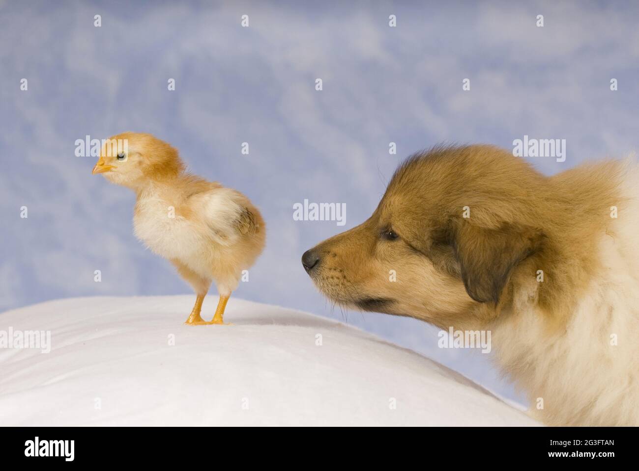 Collie und Küken Tier Freundschaft Stockfoto