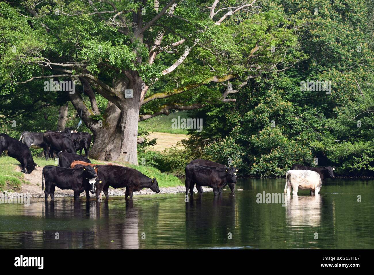 Sommerszenen auf dem Fluss Dee in der Nähe von Llangollen, Denbighshire. Zeigt Rinder am Rand des Wassers, an der Kettenbrücke und an der Uferlinie. Stockfoto