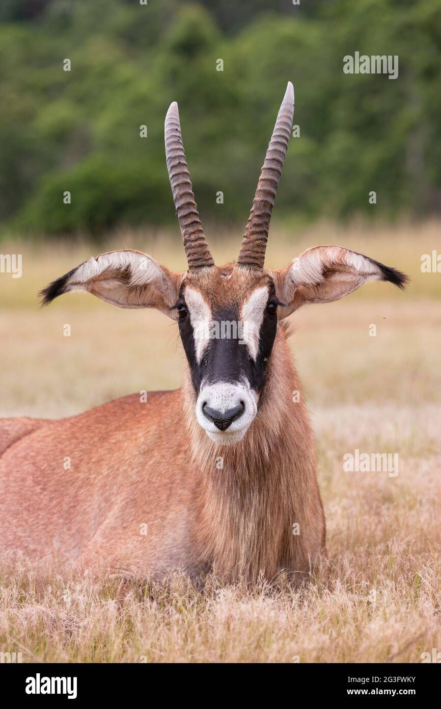 Roan (Hippotragus equinus) Naturschutzgebiet Mlilwane Zuchtprogramm, Eswatini, Afrika Stockfoto