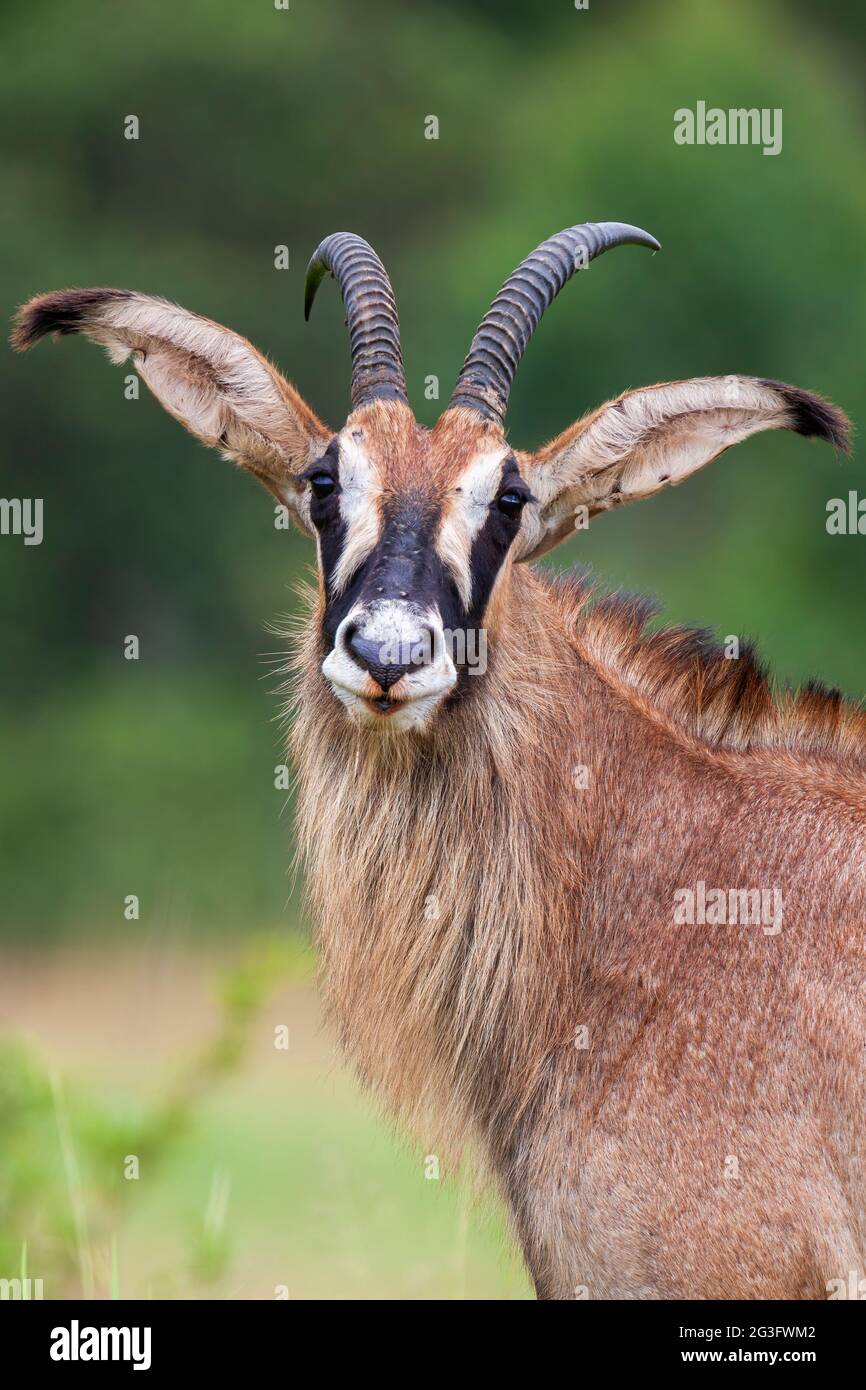 Roan (Hippotragus equinus) Naturschutzgebiet Mlilwane Zuchtprogramm, Eswatini, Afrika Stockfoto